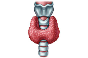 Sistema endocrino